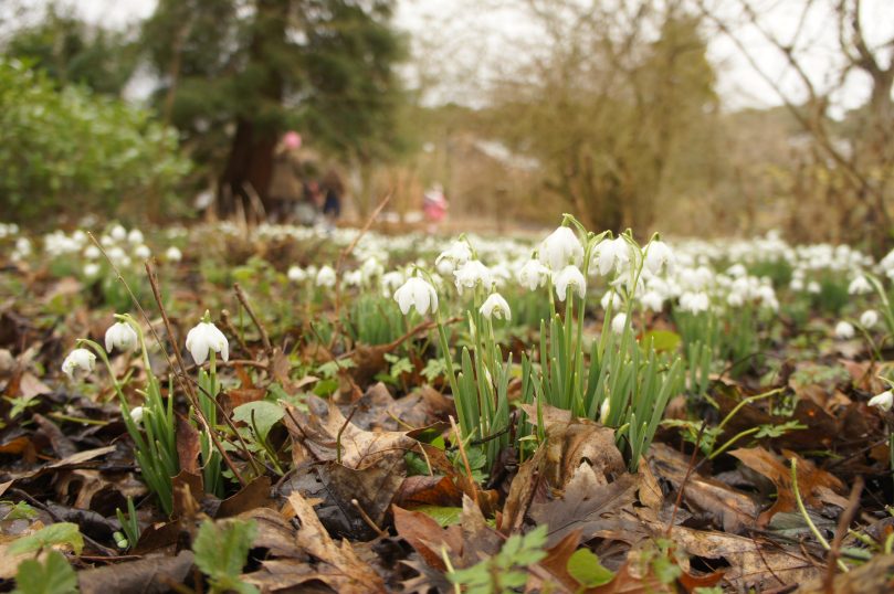 Cold days and Snow Drops.
