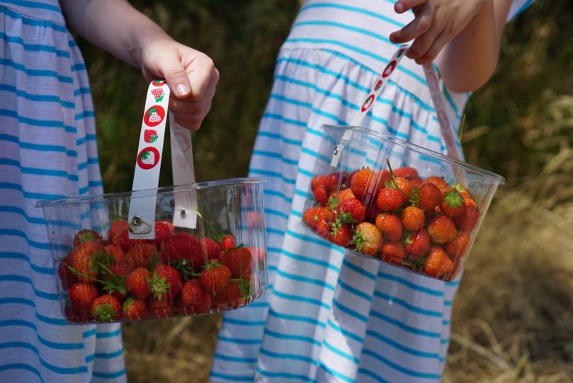 Strawberry picking in the North West.