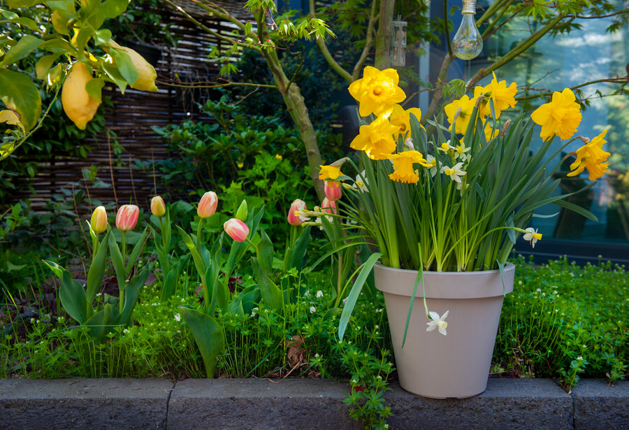 How to grow beautiful Spring Flowers