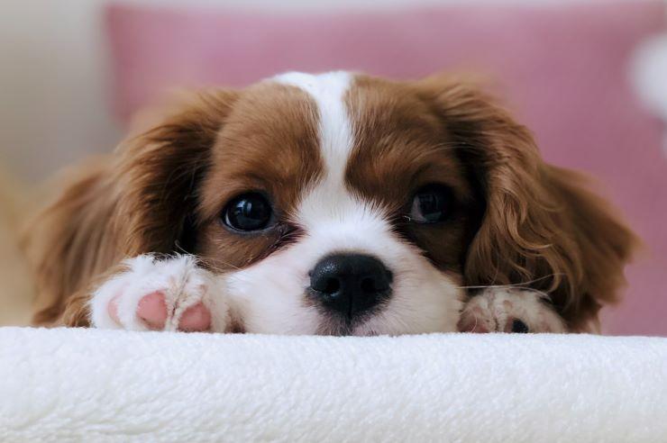 Hide Your Shoes! Puppy-Proofing Tips for Your Home
