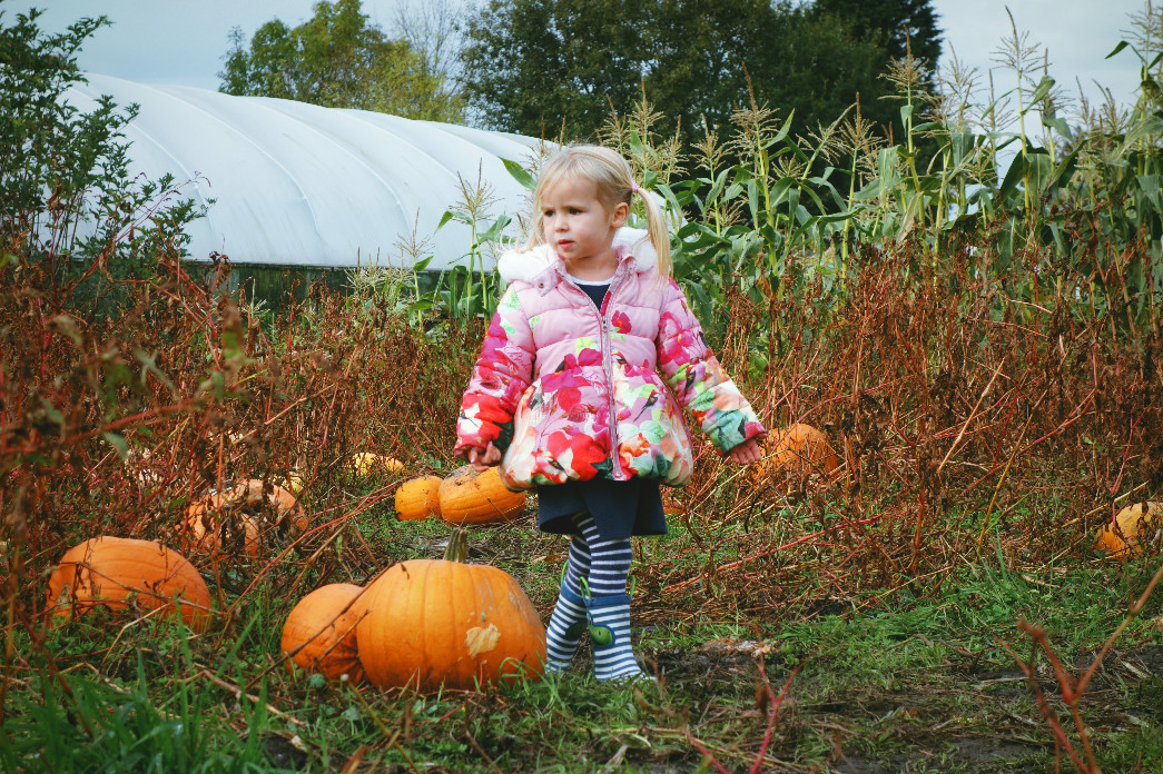 Pumpkin picking in Kenyon Hall Farm